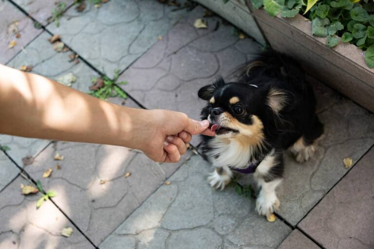 Pet Friendly Patio Ideas